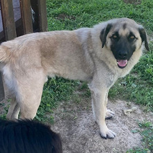 HOODIE, Hund, Kangal-Mix in Kroatien - Bild 4