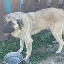 HOODIE, Hund, Kangal-Mix in Kroatien - Bild 5