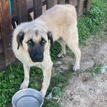 HOODIE, Hund, Kangal-Mix in Kroatien - Bild 7