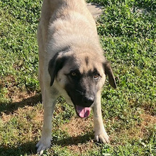 HOODIE, Hund, Kangal-Mix in Kroatien - Bild 8