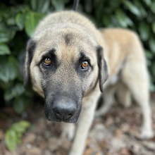 HOODIE, Hund, Kangal-Mix in Kroatien - Bild 9