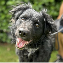 RIKI, Hund, Kroatischer Hütehund-Mix in Kroatien - Bild 1