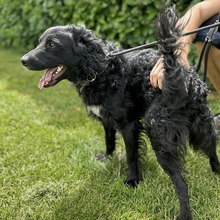 RIKI, Hund, Kroatischer Hütehund-Mix in Kroatien - Bild 4