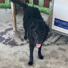 RIKI, Hund, Kroatischer Hütehund-Mix in Kroatien - Bild 5