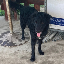 RIKI, Hund, Kroatischer Hütehund-Mix in Kroatien - Bild 6