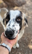 MONTY, Hund, Mischlingshund in Spanien - Bild 1