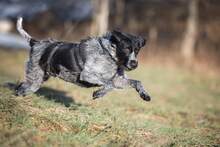 PRINCESS, Hund, Mischlingshund in Niederfischbach - Bild 2