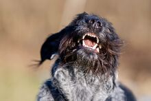 PRINCESS, Hund, Mischlingshund in Niederfischbach - Bild 3