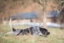 PRINCESS, Hund, Mischlingshund in Niederfischbach - Bild 6