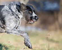 PRINCESS, Hund, Mischlingshund in Niederfischbach - Bild 8