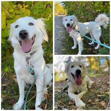 SNEJANKA, Hund, Golden Retriever-Mix in Bulgarien - Bild 1