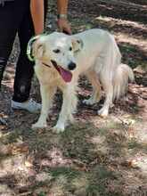 SNEJANKA, Hund, Golden Retriever-Mix in Bulgarien - Bild 10