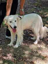 SNEJANKA, Hund, Golden Retriever-Mix in Bulgarien - Bild 11