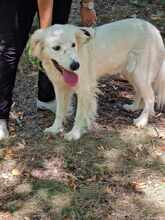 SNEJANKA, Hund, Golden Retriever-Mix in Bulgarien - Bild 12