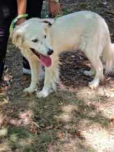 SNEJANKA, Hund, Golden Retriever-Mix in Bulgarien - Bild 13