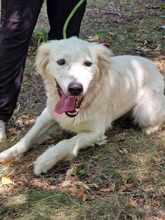 SNEJANKA, Hund, Golden Retriever-Mix in Bulgarien - Bild 14