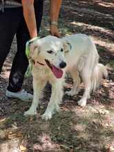 SNEJANKA, Hund, Golden Retriever-Mix in Bulgarien - Bild 15