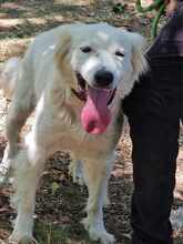 SNEJANKA, Hund, Golden Retriever-Mix in Bulgarien - Bild 17