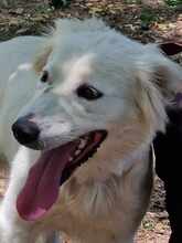 SNEJANKA, Hund, Golden Retriever-Mix in Bulgarien - Bild 18