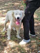 SNEJANKA, Hund, Golden Retriever-Mix in Bulgarien - Bild 19