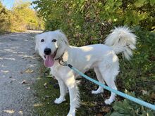 SNEJANKA, Hund, Golden Retriever-Mix in Bulgarien - Bild 2