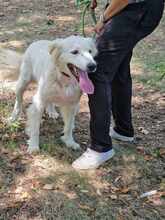 SNEJANKA, Hund, Golden Retriever-Mix in Bulgarien - Bild 20