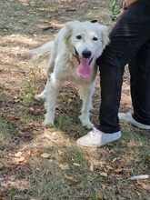 SNEJANKA, Hund, Golden Retriever-Mix in Bulgarien - Bild 21