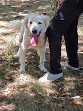 SNEJANKA, Hund, Golden Retriever-Mix in Bulgarien - Bild 22