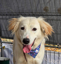 SNEJANKA, Hund, Golden Retriever-Mix in Bulgarien - Bild 23