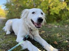 SNEJANKA, Hund, Golden Retriever-Mix in Bulgarien - Bild 3