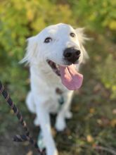 SNEJANKA, Hund, Golden Retriever-Mix in Bulgarien - Bild 4