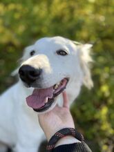 SNEJANKA, Hund, Golden Retriever-Mix in Bulgarien - Bild 5