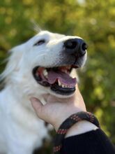 SNEJANKA, Hund, Golden Retriever-Mix in Bulgarien - Bild 6