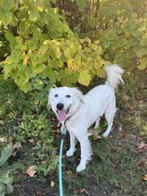 SNEJANKA, Hund, Golden Retriever-Mix in Bulgarien - Bild 7