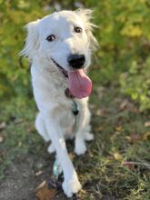 SNEJANKA, Hund, Golden Retriever-Mix in Bulgarien - Bild 8