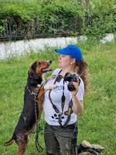 VINCENT, Hund, Mischlingshund in Bulgarien - Bild 6