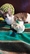 MISSY, Katze, Hauskatze in Bulgarien - Bild 12