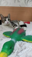 MISSY, Katze, Hauskatze in Bulgarien - Bild 4