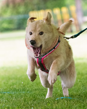 PERLINA, Hund, Mischlingshund in Kroatien - Bild 4