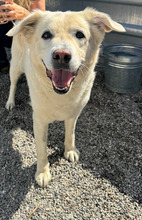 ELISA, Hund, Labrador Retriever in Rumänien - Bild 1