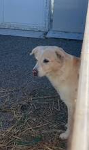 ELISA, Hund, Labrador Retriever in Rumänien - Bild 3