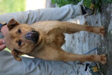 TIANA, Hund, Boxer-Shar Pei-Mix in Rumänien - Bild 3