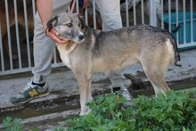 MOMO, Hund, Mischlingshund in Rumänien - Bild 3