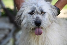 NADIA, Hund, Bearded Collie-Mix in Rumänien - Bild 1