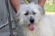 NADIA, Hund, Bearded Collie-Mix in Rumänien - Bild 3