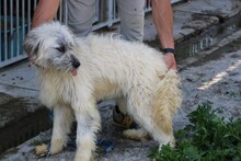 NADIA, Hund, Bearded Collie-Mix in Rumänien - Bild 4