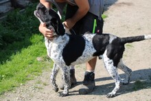 KIO, Hund, Dalmatiner-Labrador-Mix in Rumänien - Bild 1