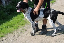 KIO, Hund, Dalmatiner-Labrador-Mix in Rumänien - Bild 2