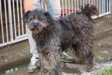 PIRA, Hund, Schnauzer-Hütehund-Mix in Rumänien - Bild 2