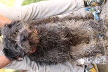 PIRA, Hund, Schnauzer-Hütehund-Mix in Rumänien - Bild 4